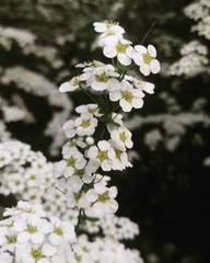 Spiraea
