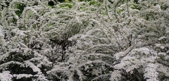 Spiraea