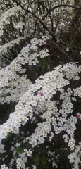 Spiraea