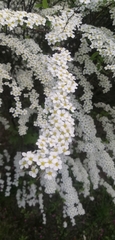 Spiraea