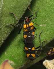 Oncopeltus famelicus