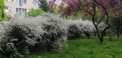 Spiraea