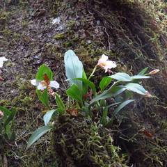 Rhynchostele rossii
