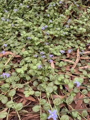 Lobelia arnhemiaca