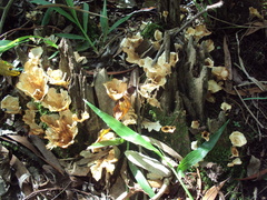 Cotylidia aurantiaca