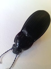 Abax parallelepipedus