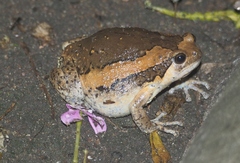 Kaloula pulchra