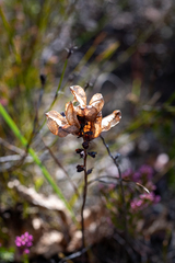 Tritoniopsis antholyza