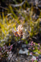 Tritoniopsis antholyza