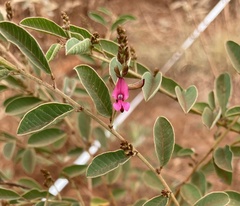 Indigofera monophylla
