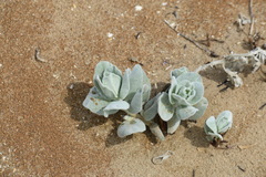 Convolvulus persicus