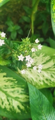 Pentas lanceolata