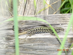 Podarcis muralis