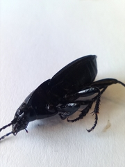 Abax parallelepipedus