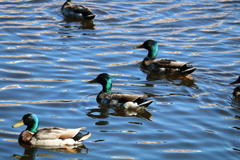 Anas platyrhynchos