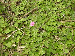 Oxalis hispidula