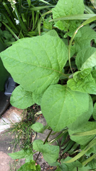 Alkekengi officinarum