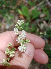 Galium glaucum