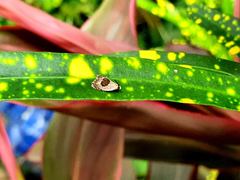 Acroceuthes metaxanthana