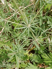 Galium glaucum