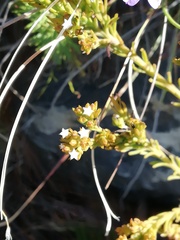 Thesium capitatum