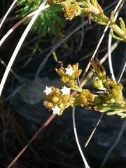 Thesium capitatum
