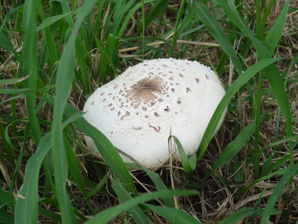 Chlorophyllum molybdites · May 2022 · photo: © yu-chen (iNaturalist, cc-by)