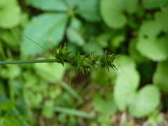 Carex aggregata