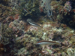 Symphodus doderleini