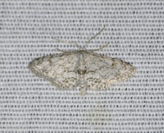 Idaea violacearia