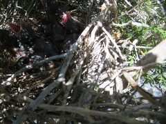 Aphelocoma woodhouseii