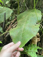 Elaphoglossum crinitum