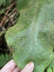 Elaphoglossum crinitum