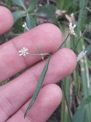 Pfaffia glomerata