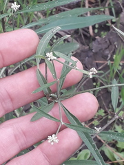 Pfaffia glomerata