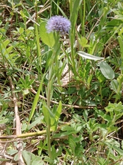 Globularia bisnagarica