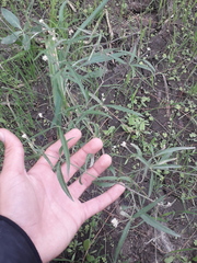 Pfaffia glomerata