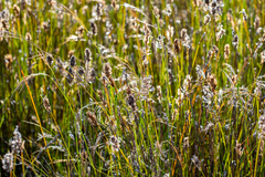 Hypodiscus argenteus