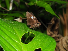 Notocrypta feisthamelii alinkara