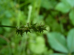 Carex aggregata