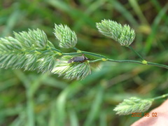 Closterotomus annulus