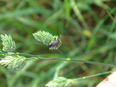 Closterotomus annulus