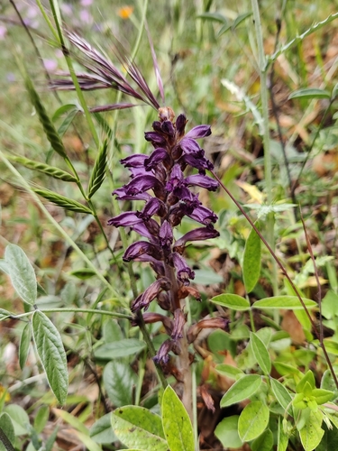 Image of Phelipanche lavandulacea by (c) Riccardo Rocca, some rights reserved (CC BY)