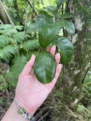 Schlegelia brachyantha