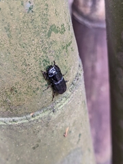 Figulus binodulus