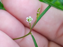 Euphorbia curtisii
