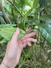 Schlegelia brachyantha