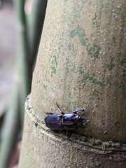 Figulus binodulus
