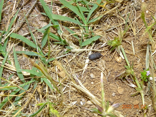 múčiarovité (Tenebrionidae)