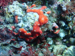 Didemnum coccineum